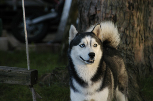 Chusky, the world's best husky.